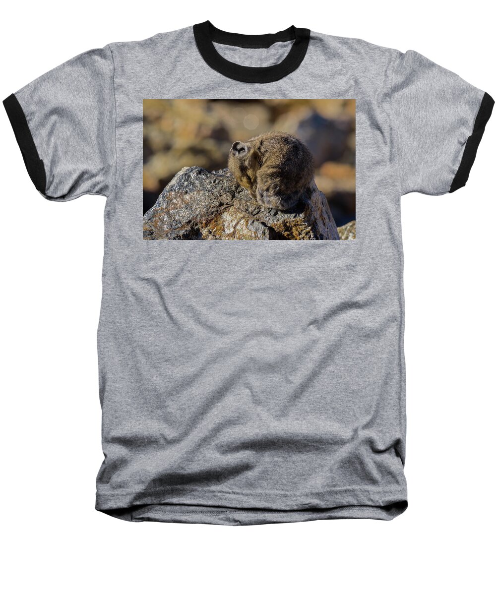 American Pika Baseball T-Shirt featuring the photograph Napping American Pika - 4694 by Jerry Owens