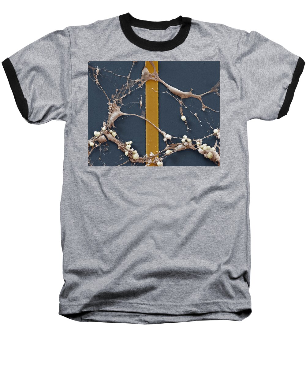 Cell Baseball T-Shirt featuring the photograph Nerve Cells On A Microchip, Sem by Meckes/ottawa