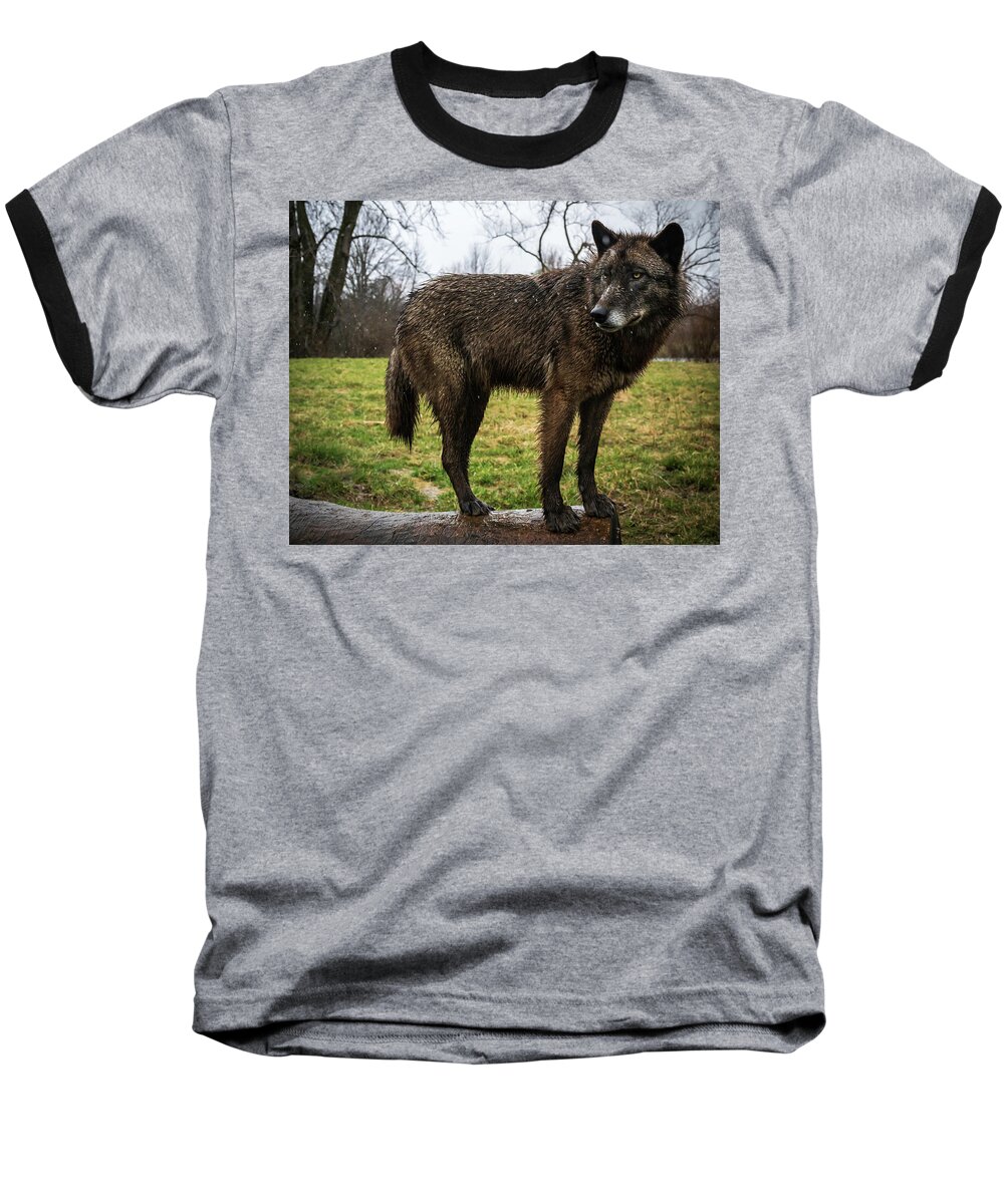 Wolf Wolves Baseball T-Shirt featuring the photograph Niko by Laura Hedien