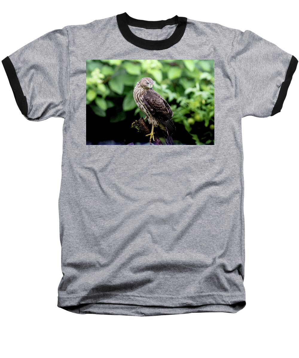 Cooper Hawk Baseball T-Shirt featuring the photograph Cooper Hawk by Gary Wightman