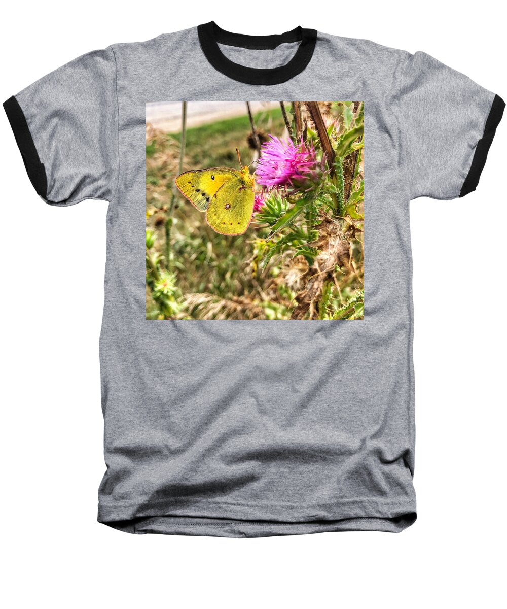 Colias Eurytheme Boisduval Baseball T-Shirt featuring the photograph Orange Sulphur Butterfly on Thistle by Jame Hayes