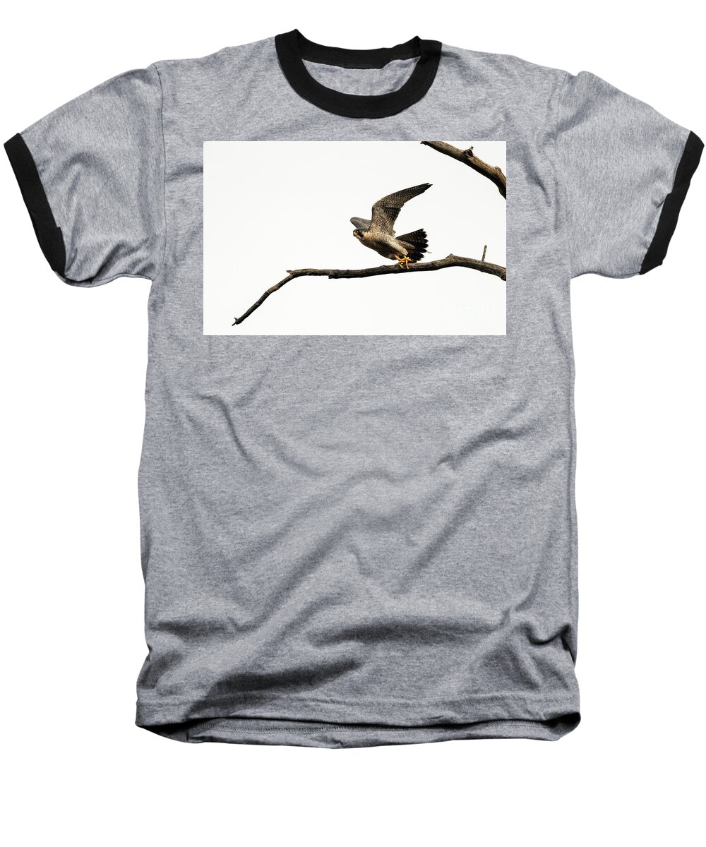 Peregrine Falcon Baseball T-Shirt featuring the photograph Peregrine Falcon Taking Off by Sam Rino
