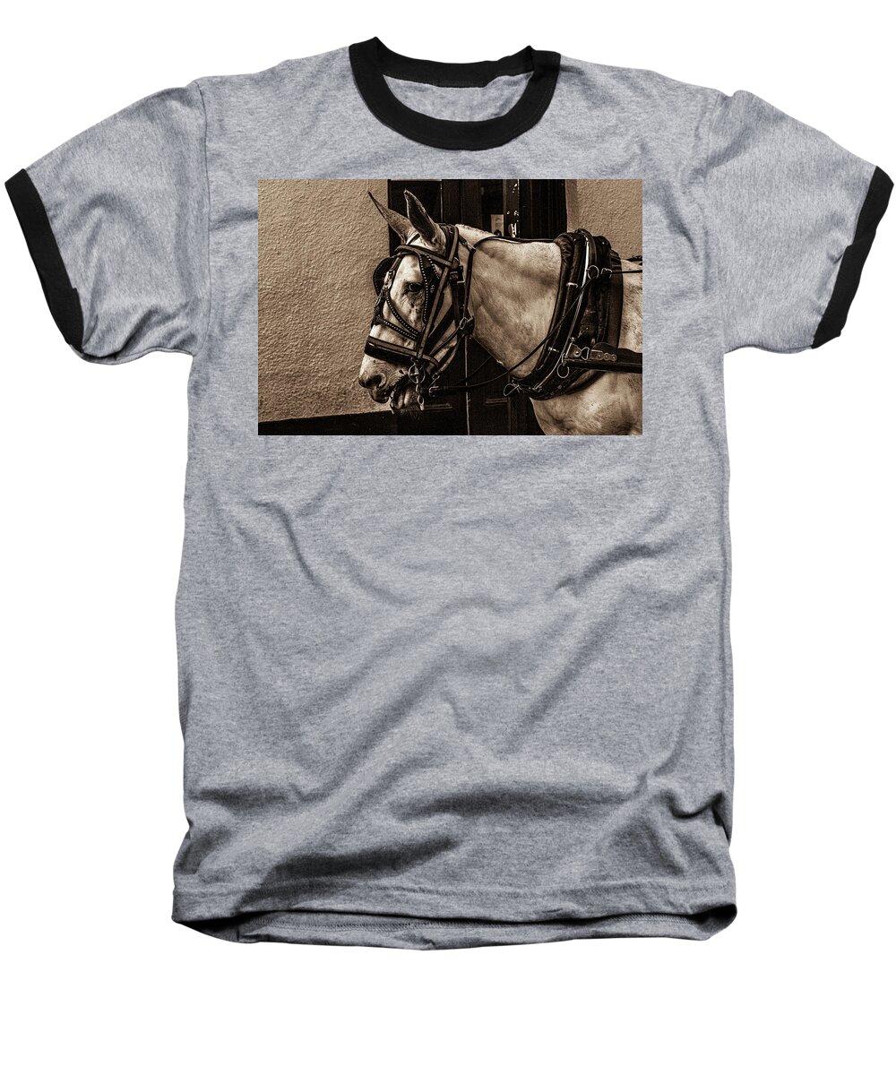 Photo Baseball T-Shirt featuring the photograph Portrait of a horse by Jason Hughes