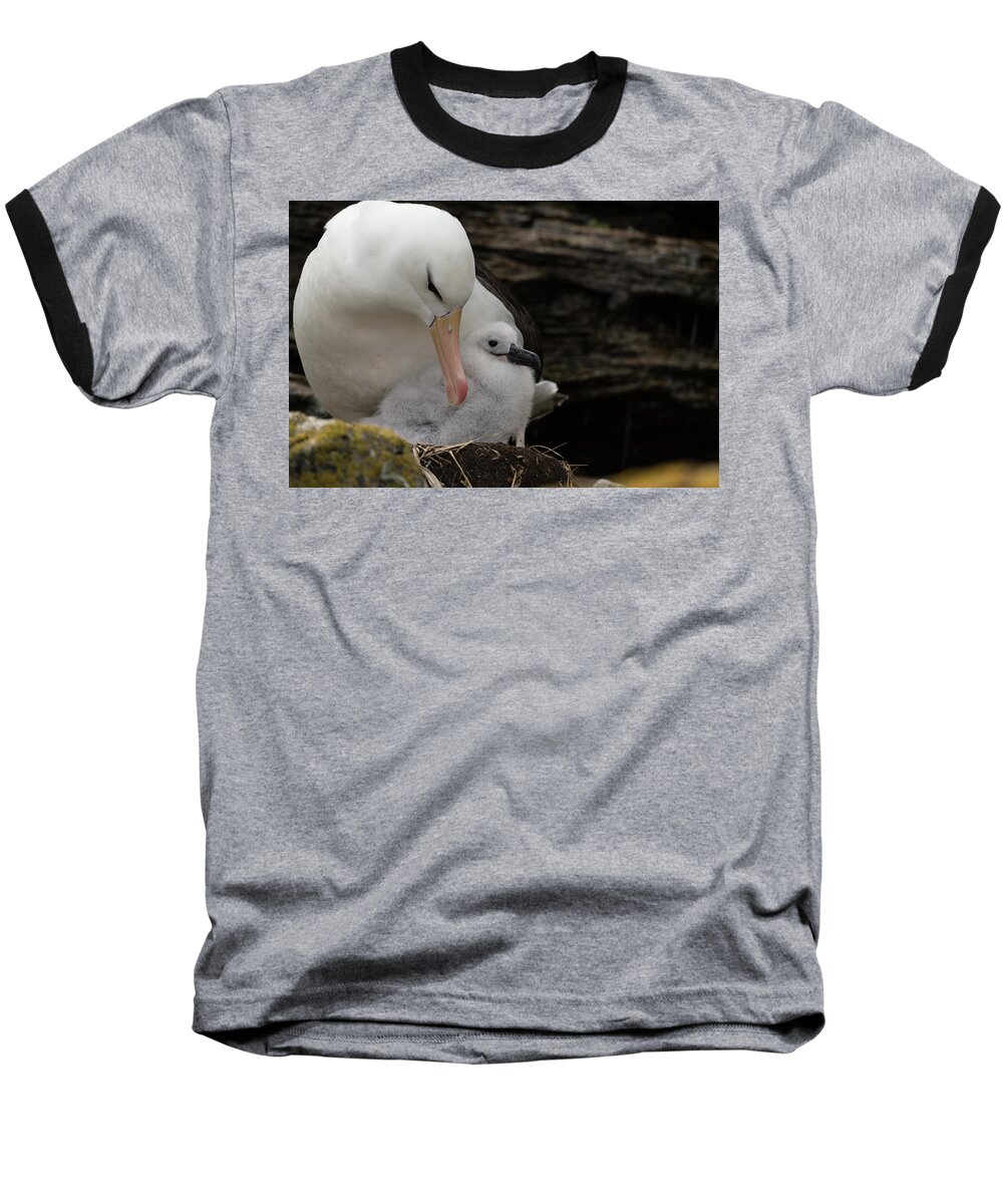 Albatross Baseball T-Shirt featuring the photograph Protection by Alex Lapidus