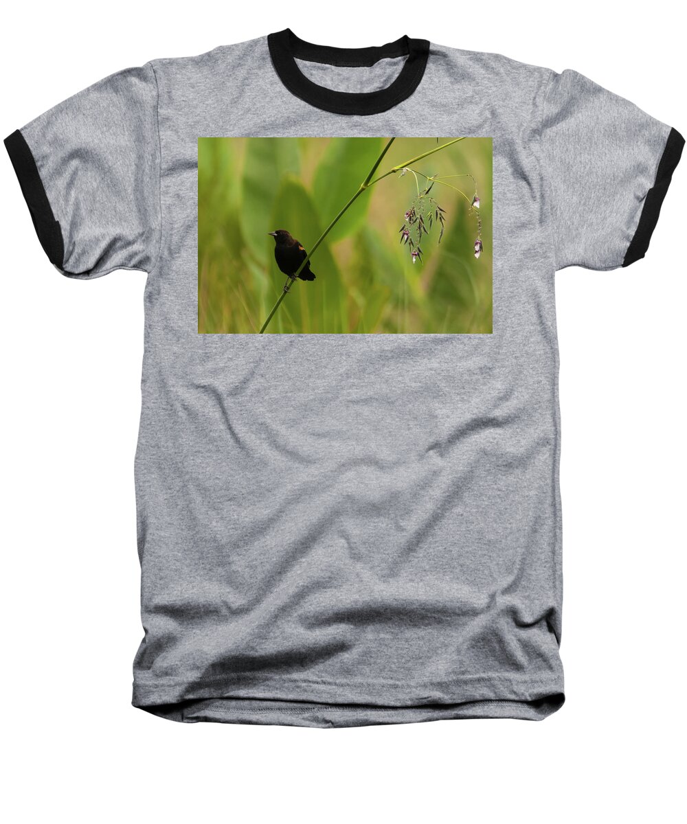 Blackbird Baseball T-Shirt featuring the photograph Red-winged Blackbird on Alligator Flag by Paul Rebmann