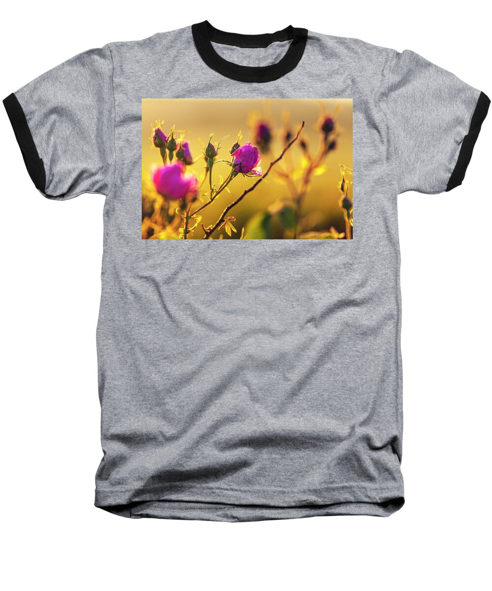 Bulgaria Baseball T-Shirt featuring the photograph Roses In Gold by Evgeni Dinev