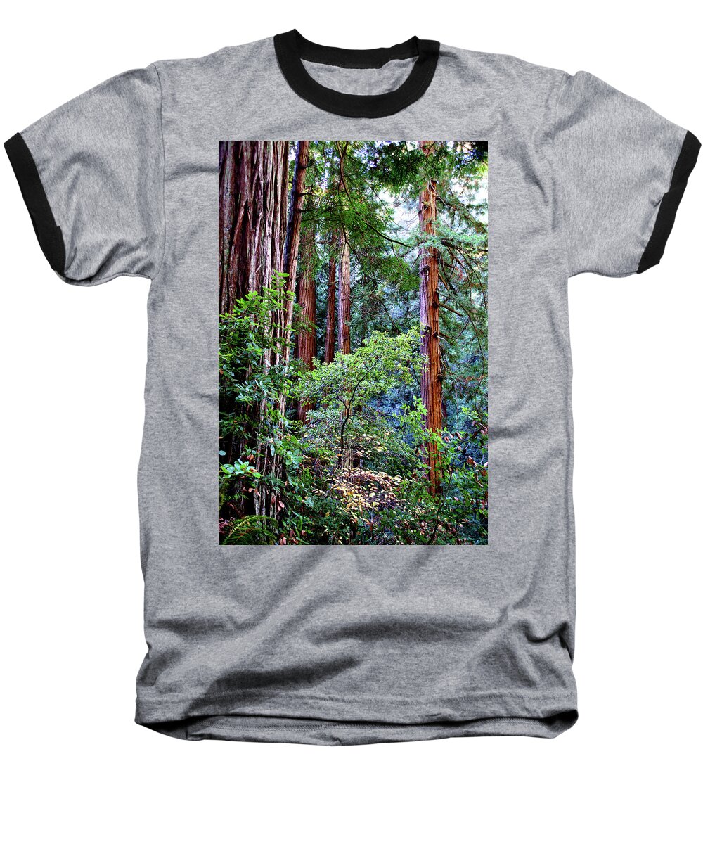 Redwoods Baseball T-Shirt featuring the photograph Samuel Taylor Redwoods 1 by David Armentrout