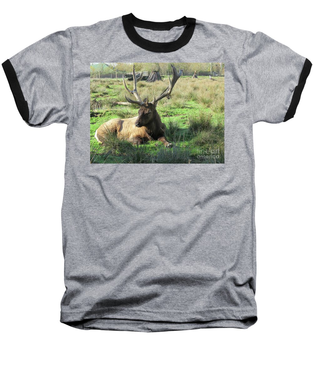 Elk Baseball T-Shirt featuring the photograph Sitting Pretty by Mary Mikawoz