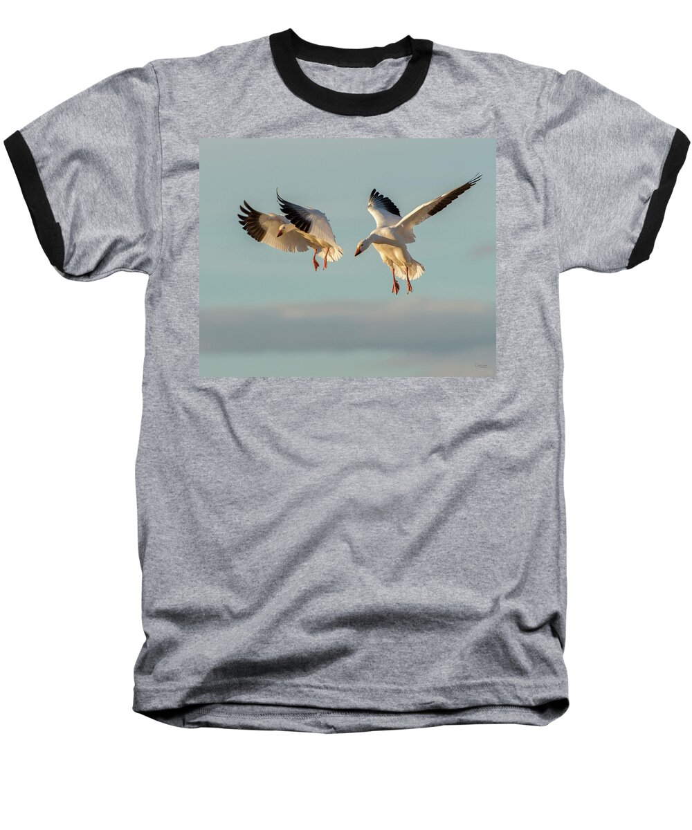Snow Geese Baseball T-Shirt featuring the photograph Snow Geese Landing by Judi Dressler