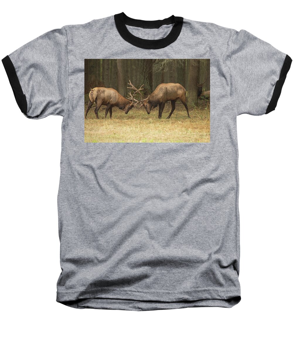 Wildlife Baseball T-Shirt featuring the photograph Sparring by Bob Cournoyer