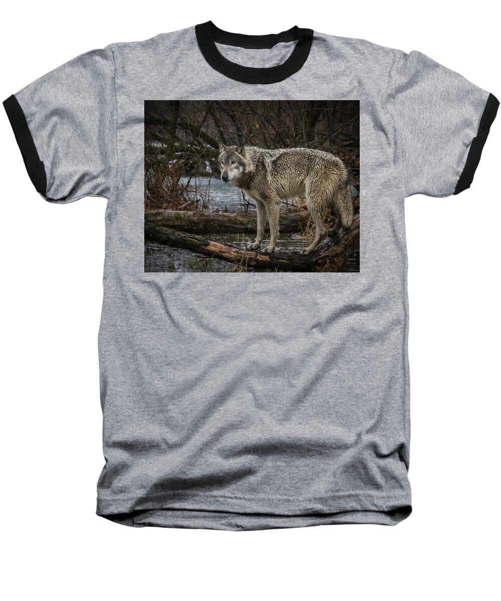 Wolf Wolves Baseball T-Shirt featuring the photograph Stay Dry by Laura Hedien