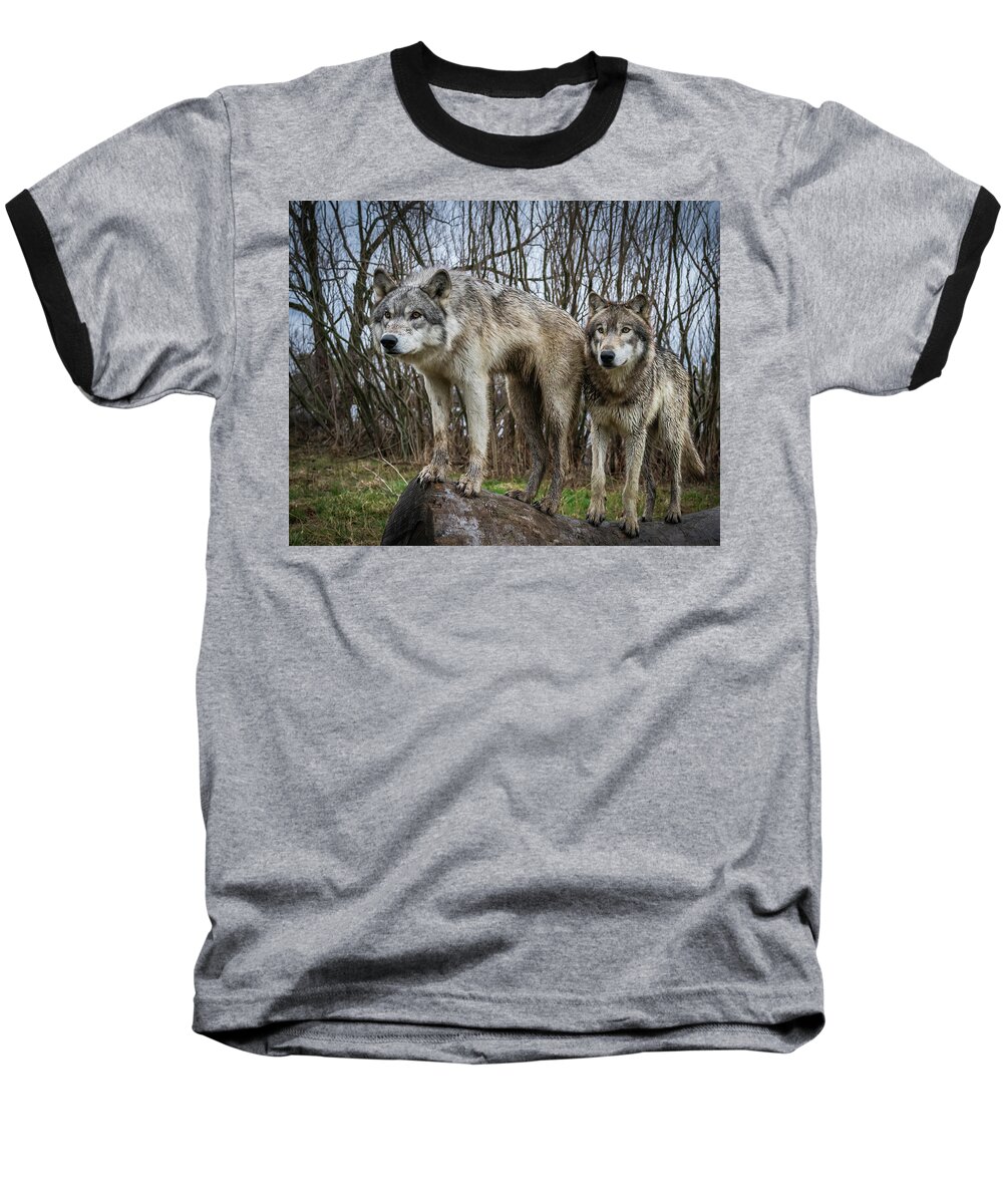 Wolves Wolf Baseball T-Shirt featuring the photograph Still Watching by Laura Hedien