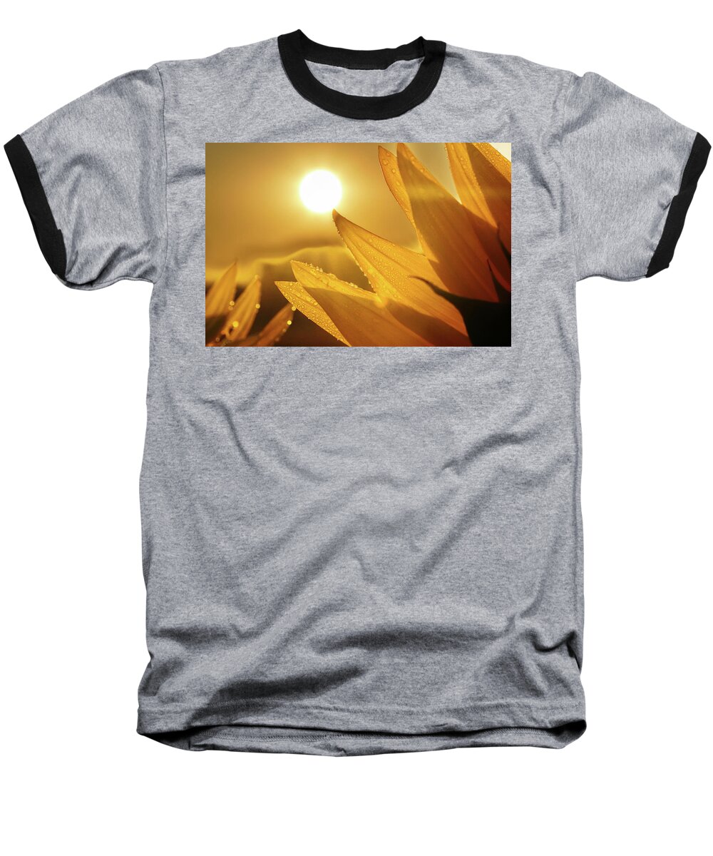 Sunrise Baseball T-Shirt featuring the photograph Sunflower at Sunrise by Alan Hutchins