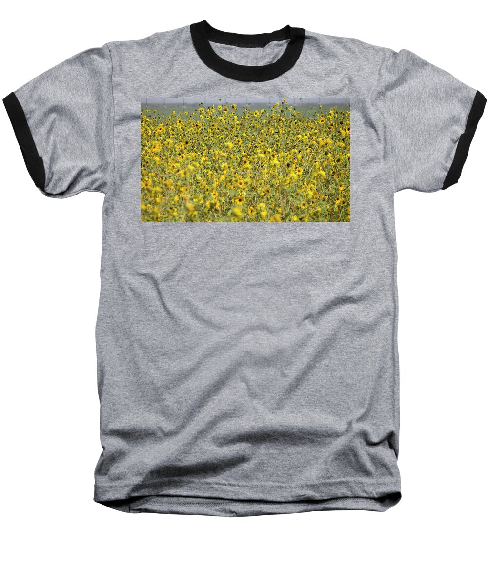 Sunflowers Baseball T-Shirt featuring the photograph Sunflower Explosion by Jonathan Thompson