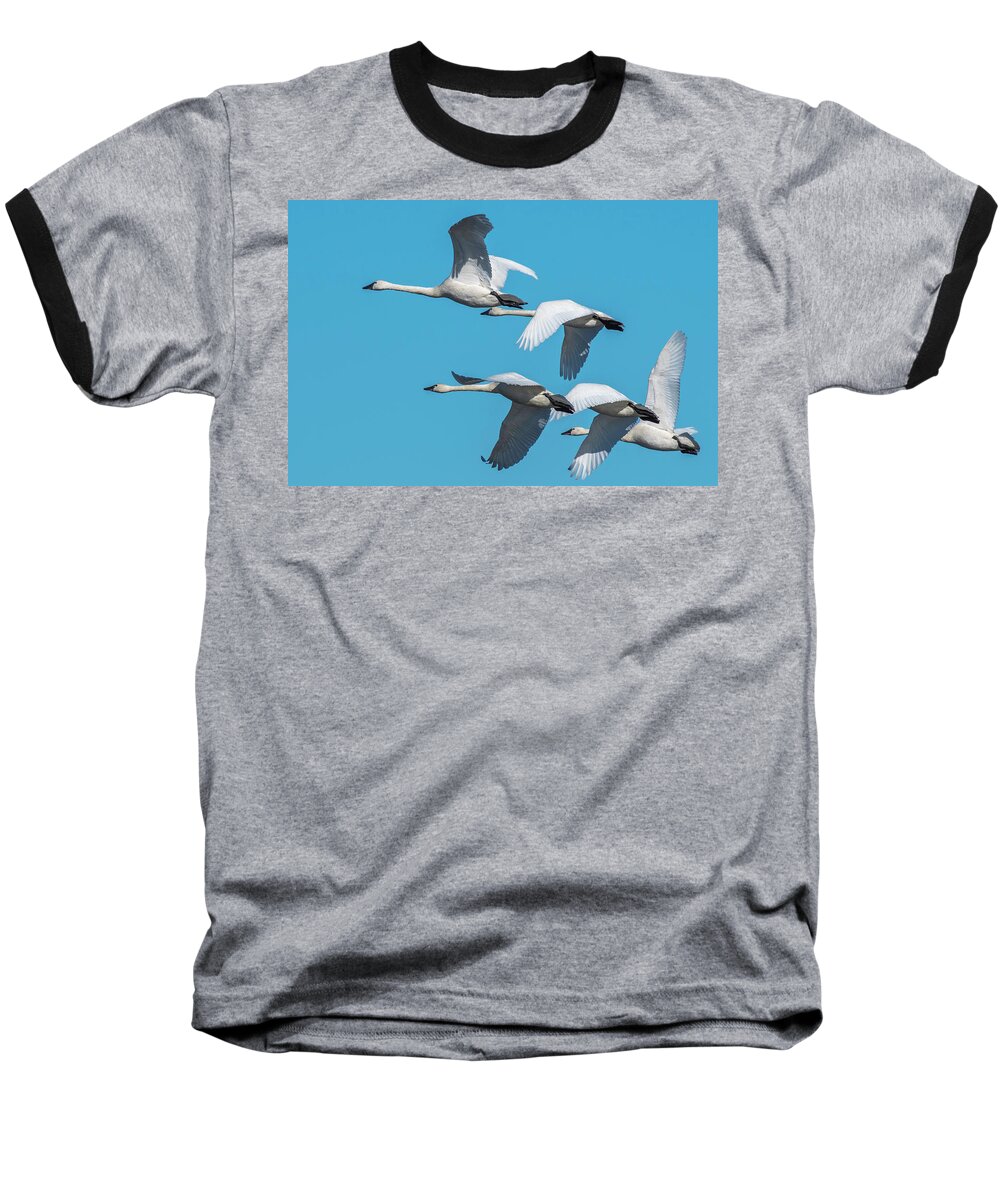 Birds Baseball T-Shirt featuring the photograph Tundra Swans in Flight by Donald Brown
