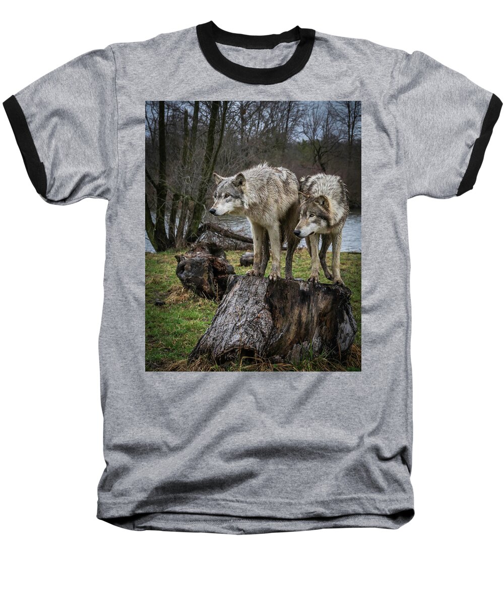 Wolf Wolves Baseball T-Shirt featuring the photograph What Ya Think by Laura Hedien