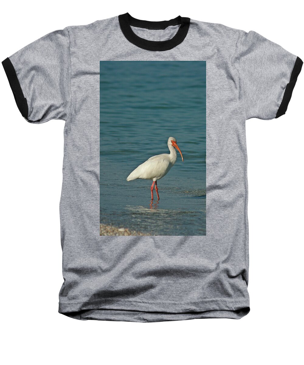 White Ibis Baseball T-Shirt featuring the photograph White Ibis by Cindi Ressler