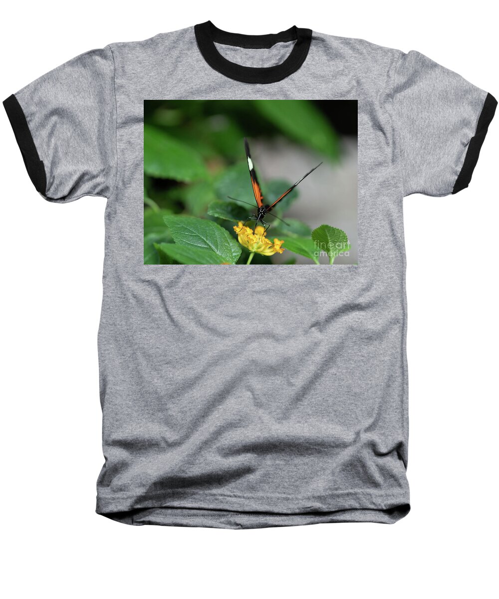 Insect Baseball T-Shirt featuring the photograph Butterfly on Lantana #1 by Cathy Donohoue