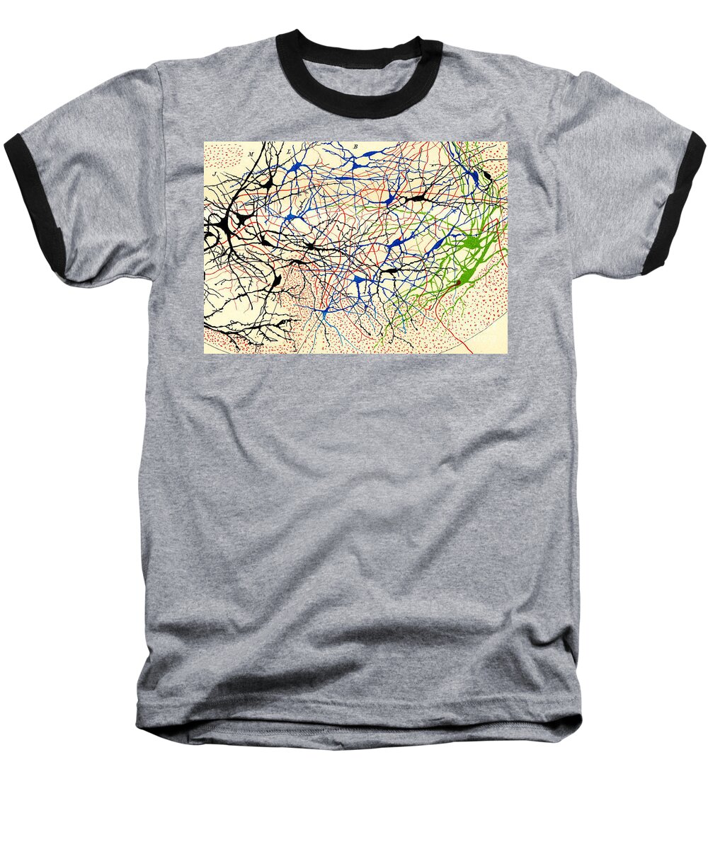 Brain Function Baseball T-Shirt featuring the drawing Nerve Cells Santiago Ramon Y Cajal #1 by Science Source