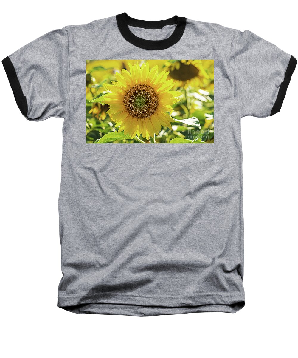 Sunflower Baseball T-Shirt featuring the photograph Sunflower #5 by Cathy Donohoue