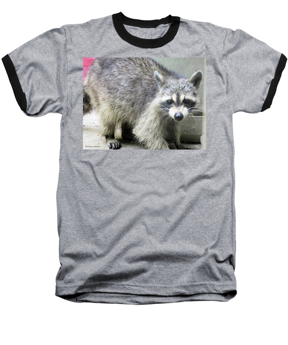 Raccoon Baseball T-Shirt featuring the photograph A Friendly Raccoon by Kimmary I MacLean