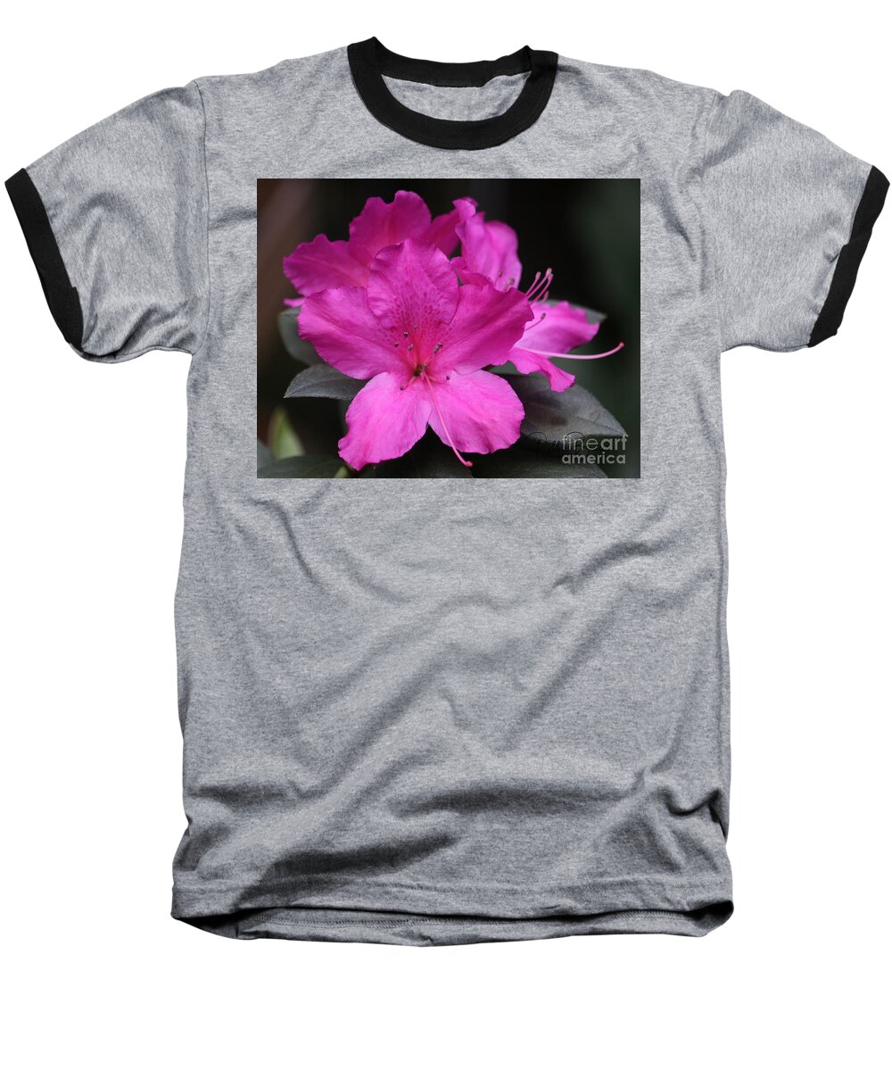 Fuschia Baseball T-Shirt featuring the photograph A Fuschia Azalea Bursts Forth In The Spring by Philip And Robbie Bracco