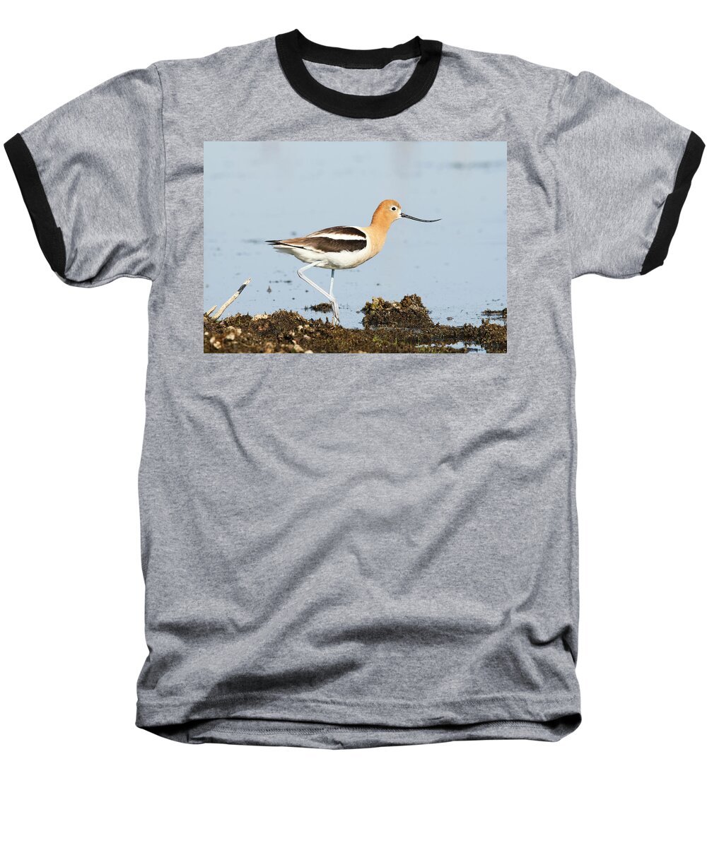 American Avocet Baseball T-Shirt featuring the photograph American Avocet by Ryan Crouse