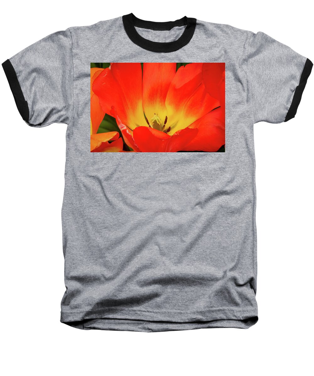 Ebd Baseball T-Shirt featuring the photograph Aurora of tulip petals by David Coblitz