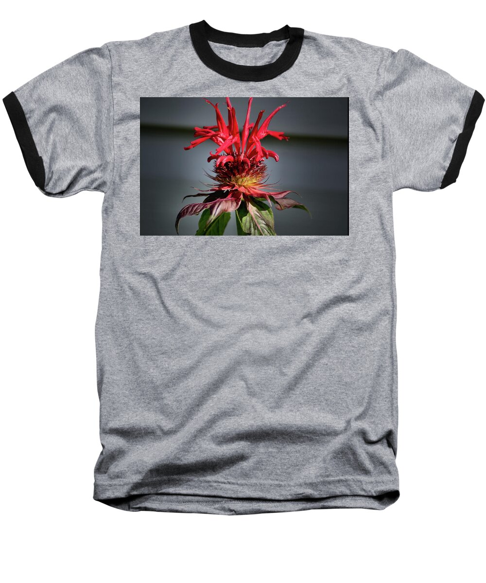 Plants Baseball T-Shirt featuring the photograph Bees knees by Buddy Scott