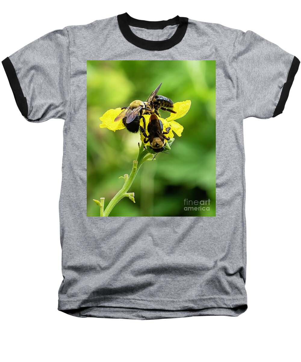 Bees Baseball T-Shirt featuring the photograph Bees on Flower by Cathy Donohoue