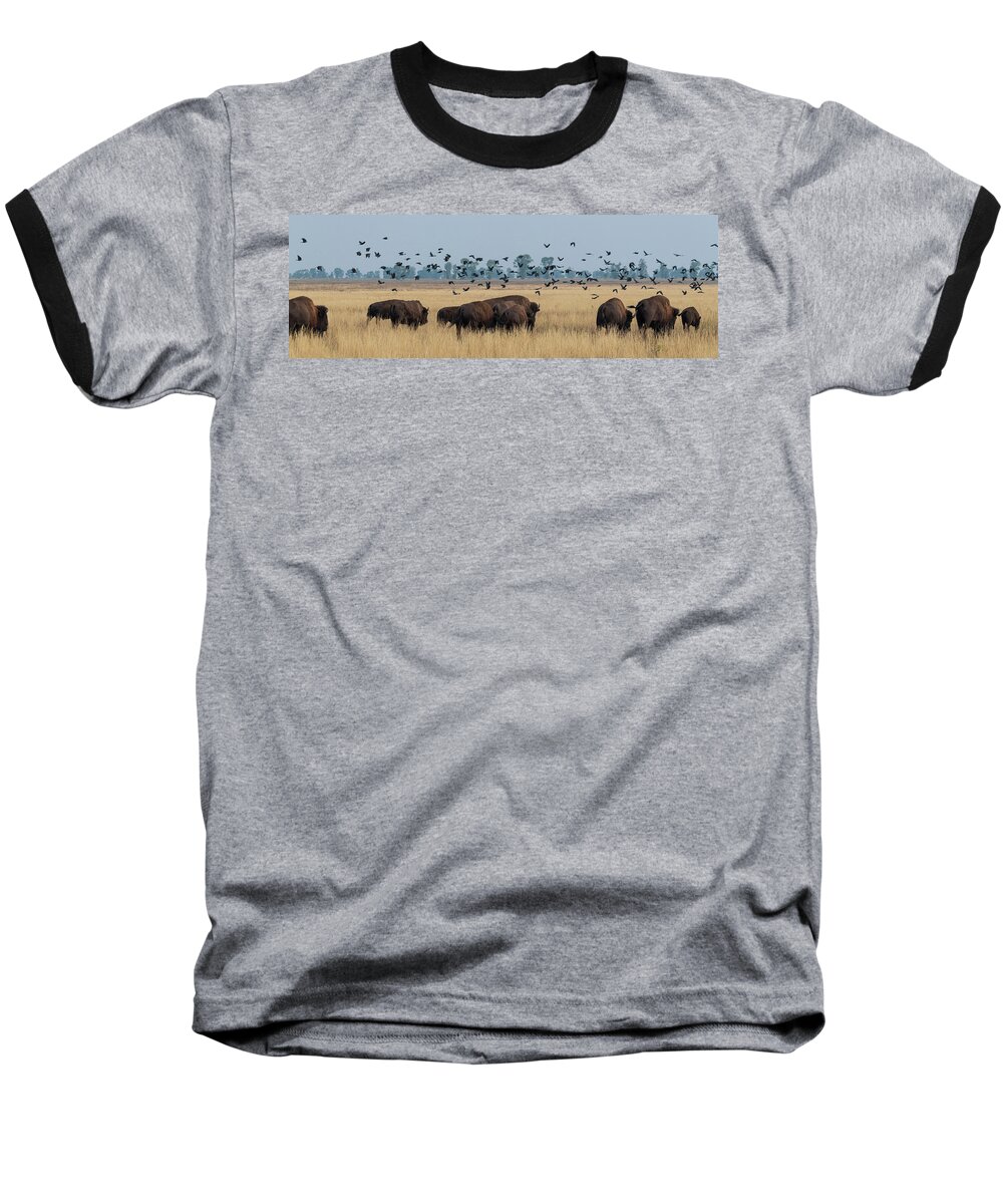 Bison Baseball T-Shirt featuring the photograph Bison and Birds Panorama by Mary Hone