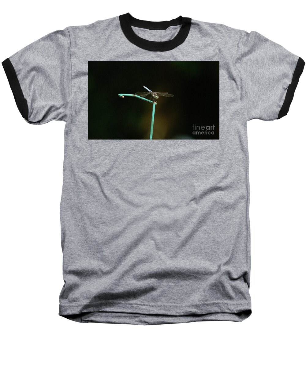 Dragonfly Baseball T-Shirt featuring the photograph Blue Dragonfly in Summer by Margie Avellino