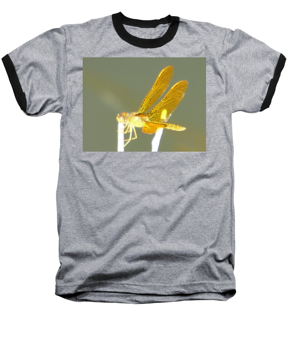 Orcinusfotograffy Baseball T-Shirt featuring the photograph Bug-a-Fly by Kimo Fernandez