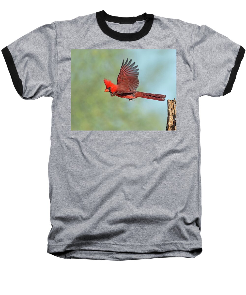 Cardinals Baseball T-Shirt featuring the photograph Cardinal on a Mission by Judi Dressler