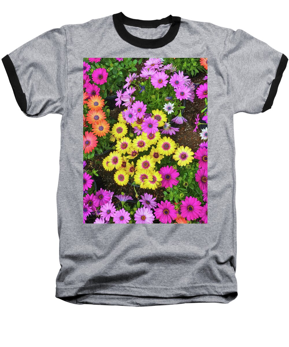 Daisy Baseball T-Shirt featuring the photograph Colorful Spring Daisies by Bonnie Follett
