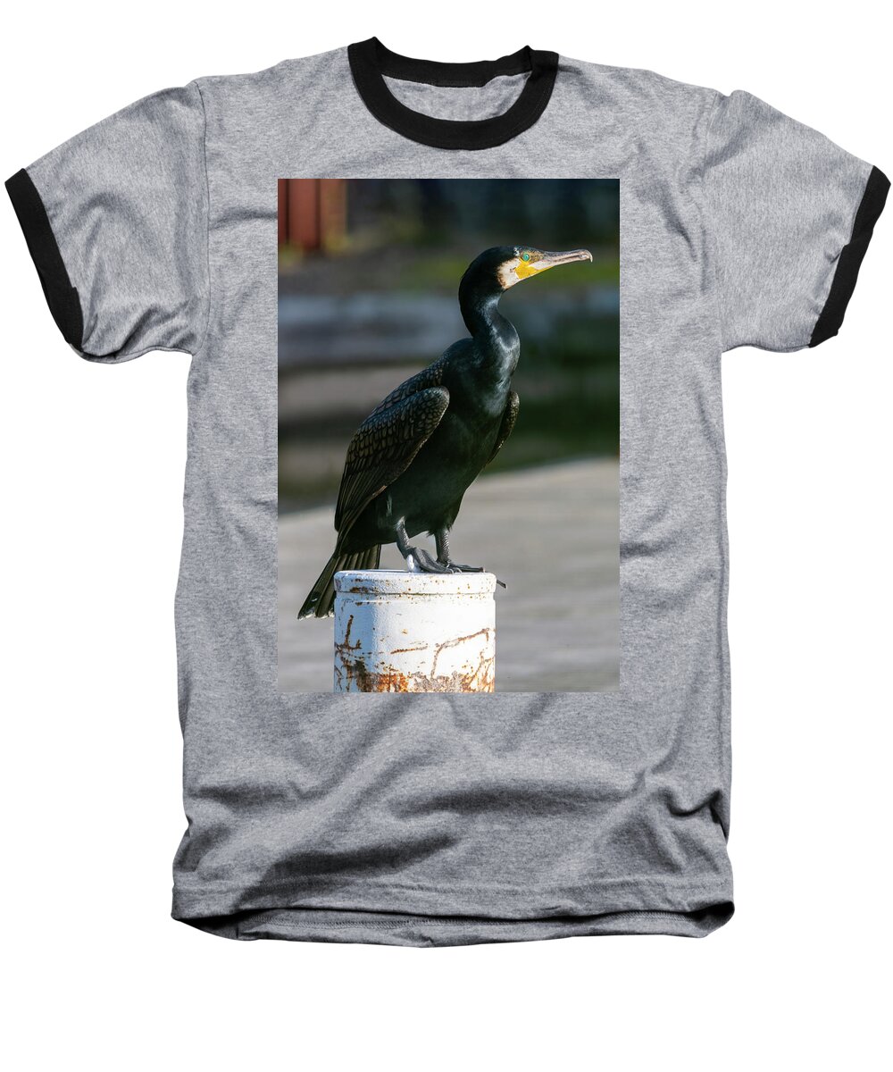 Cormorant Baseball T-Shirt featuring the photograph Cormorant 1 by Steev Stamford