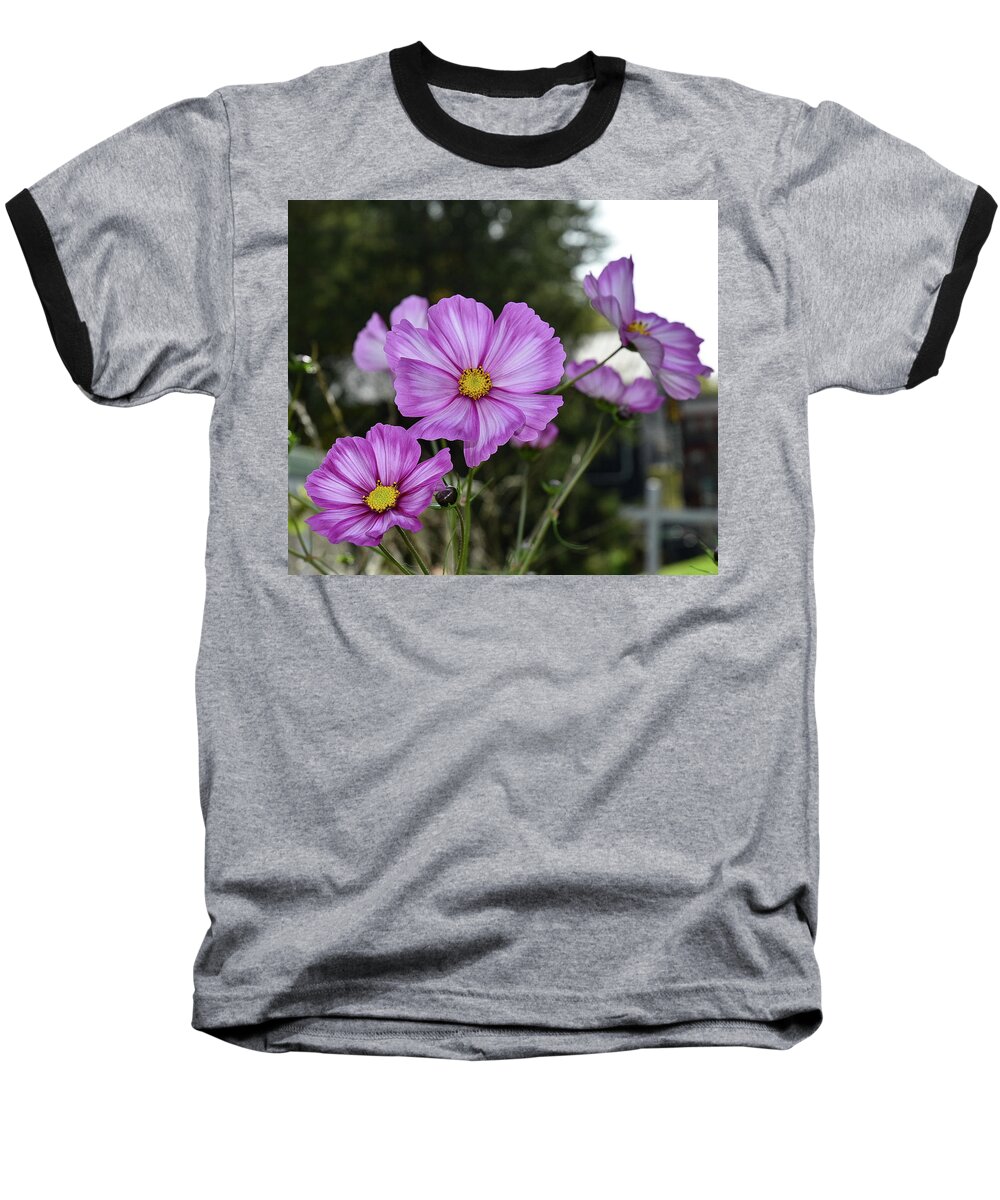 Fall Autumn Cosmos Flowers Plant Garden Petals Blossom Bloom Flower Nature Pink Baseball T-Shirt featuring the photograph Cosmos by Bruce Carpenter