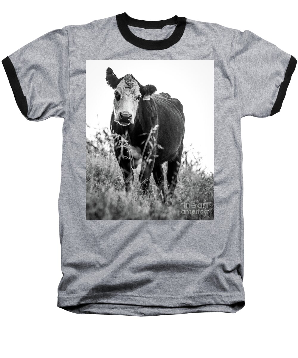 Cow Baseball T-Shirt featuring the photograph Curious Cow by Vincent Bonafede