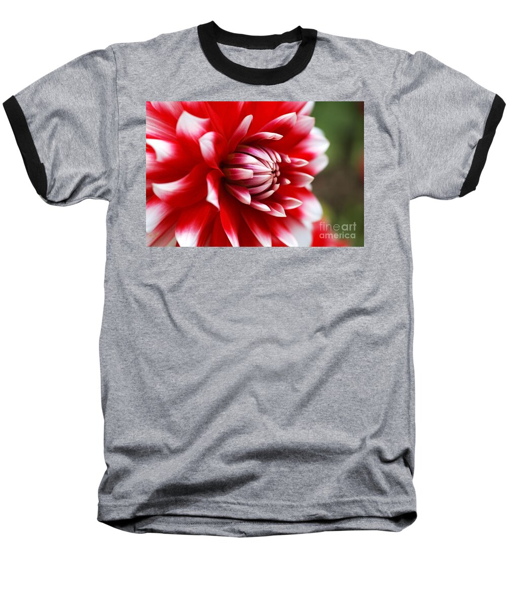 Fire And Ice Baseball T-Shirt featuring the photograph Dahlia Red With White Flower by Joy Watson