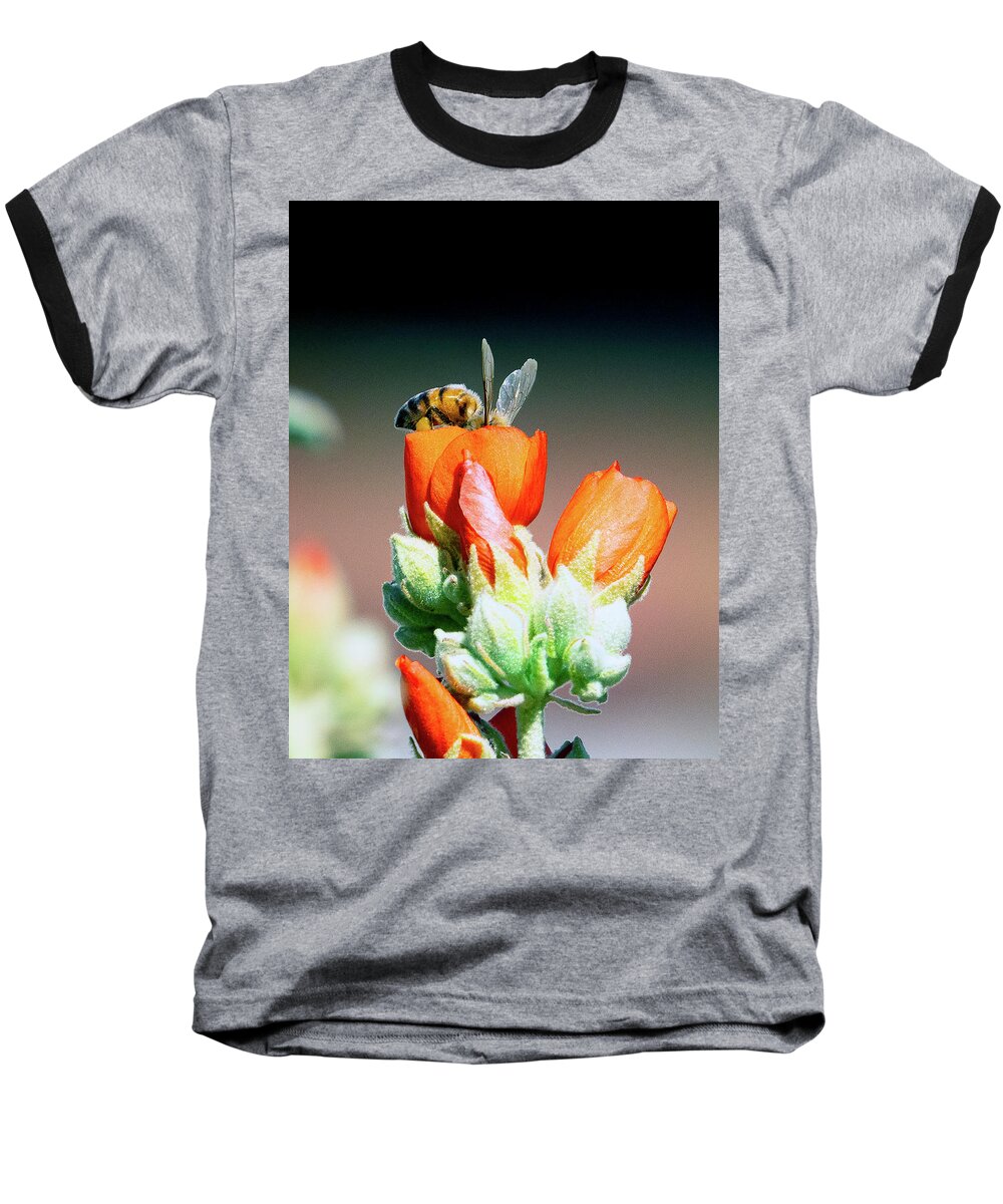 Bees Baseball T-Shirt featuring the photograph Digging For Gold by Joe Schofield