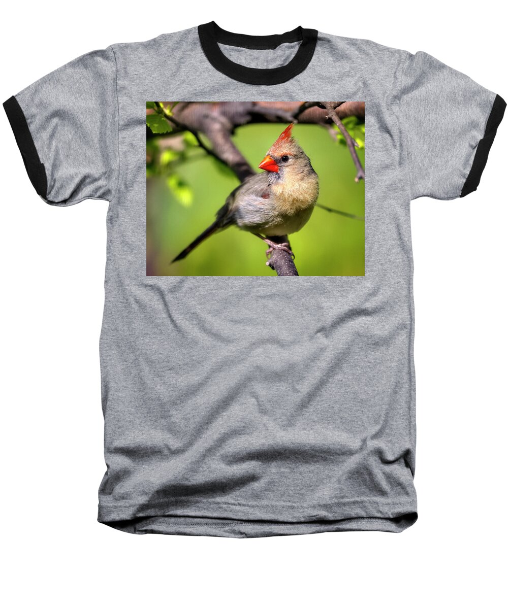Female Baseball T-Shirt featuring the photograph Female Cardinal by Al Mueller