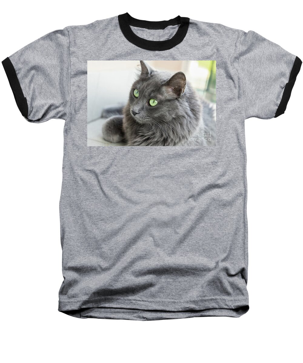 Cat Baseball T-Shirt featuring the photograph Female Nebelung Cat by Antonio Scarpi