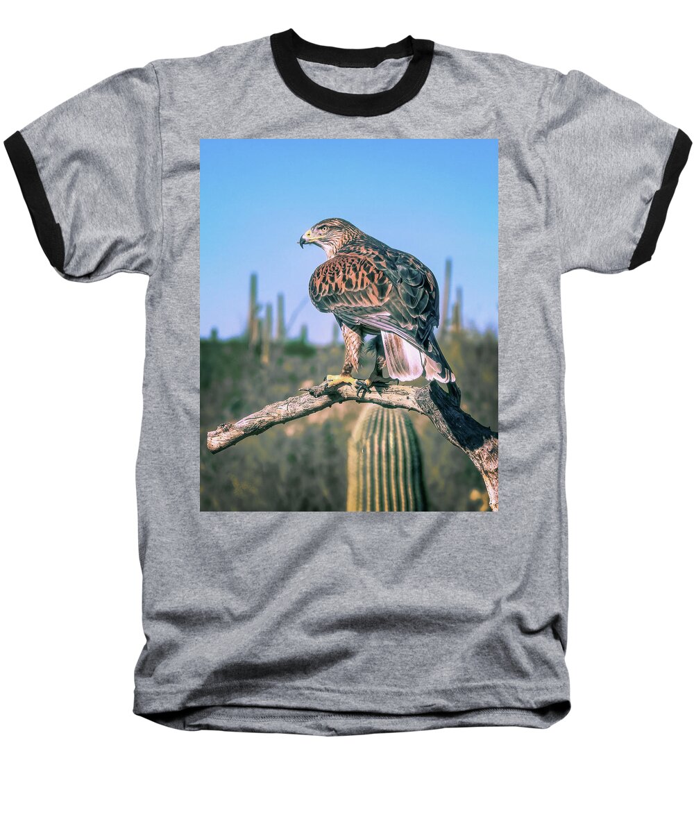 Black Cactus Baseball T-Shirt featuring the photograph Ferruginous Hawk by Steve Kelley