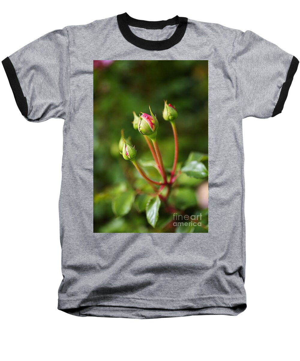 Abraham Darby Rose Flower Baseball T-Shirt featuring the photograph Five Pink Rose Buds by Joy Watson