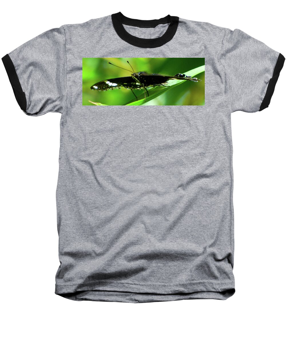 Orcinusfotograffy Baseball T-Shirt featuring the photograph Frontal by Kimo Fernandez