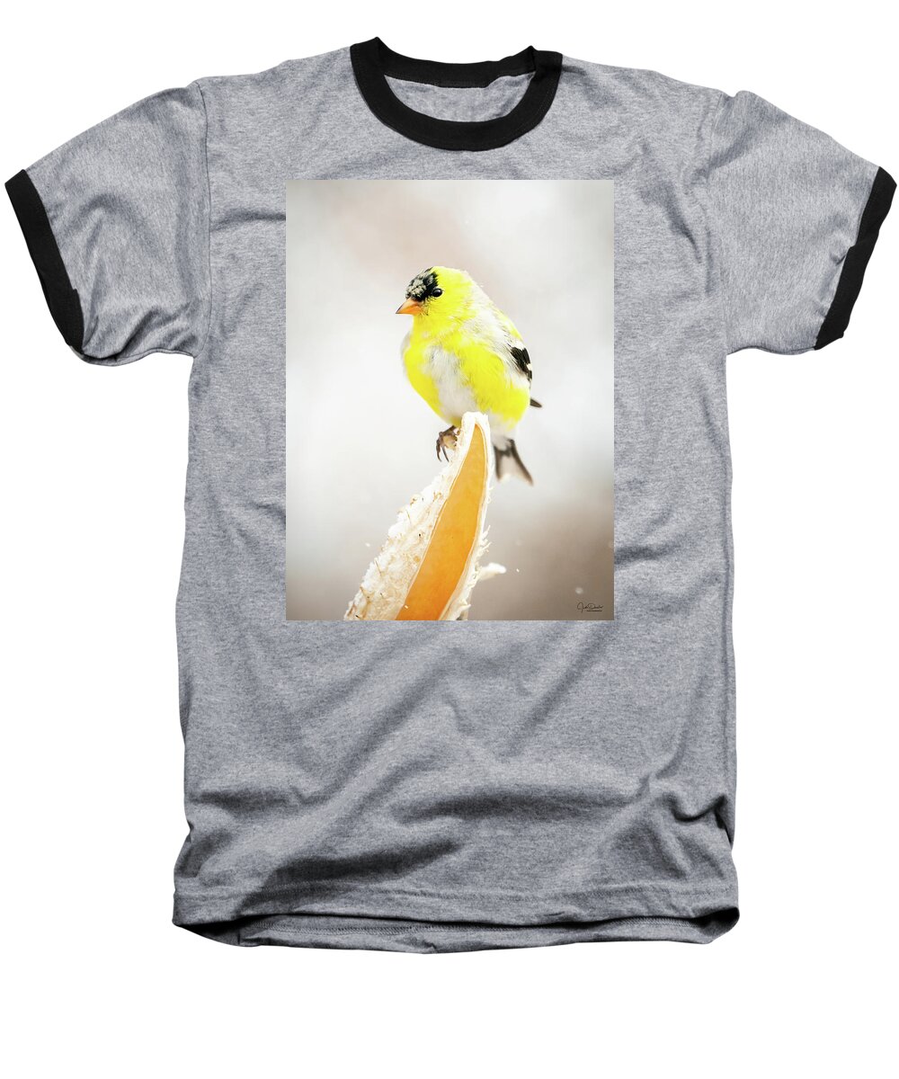 Goldfinch Baseball T-Shirt featuring the photograph Goldfinch on Seed Pod by Judi Dressler