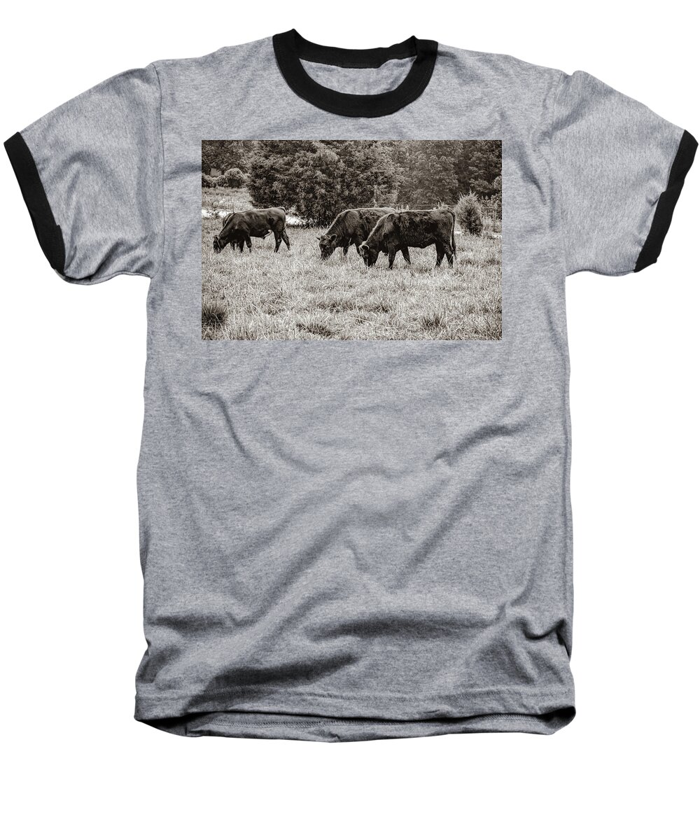 Cows Baseball T-Shirt featuring the photograph Grazing Time 2 by Linda Segerson