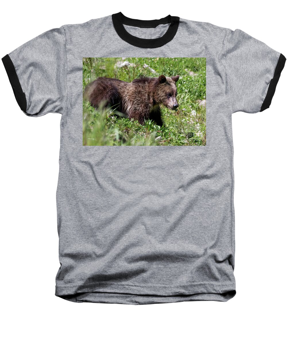  Baseball T-Shirt featuring the photograph Grizzly Cub by Vincent Bonafede