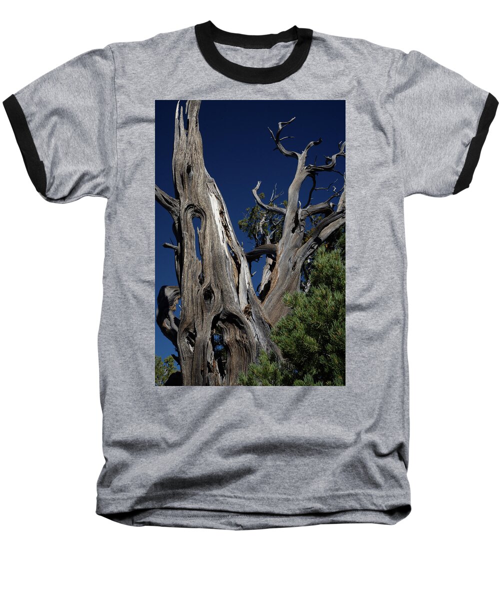 Tree Baseball T-Shirt featuring the photograph Hollow Tree by Renee Logan