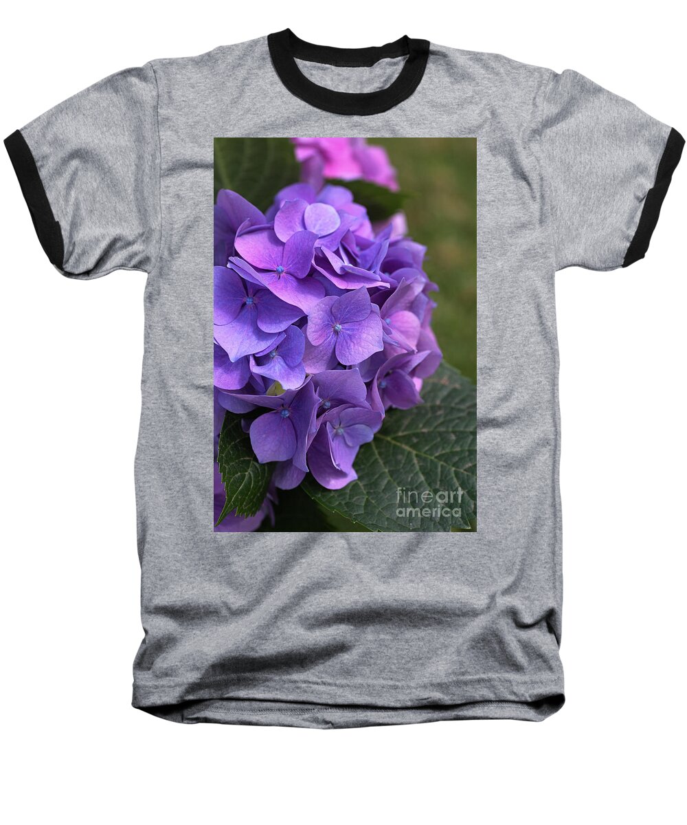 Hydrangea Baseball T-Shirt featuring the photograph Hydrangea Mauves And Pinks by Joy Watson
